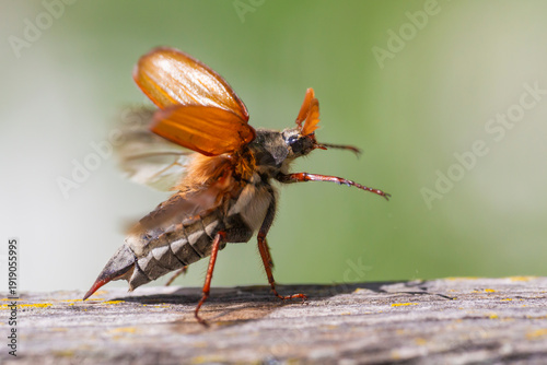 Schilderij op canvas Common cockchafer (Melolontha melolontha) in Switzerland