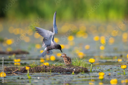 Black tern (Chlidonias niger) is feeding a juvenile