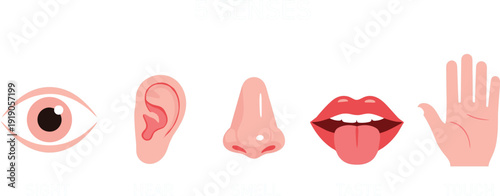 Professional vector illustration set of the five human senses featuring sight, hearing, smell, taste, and touch for educational and medical design
