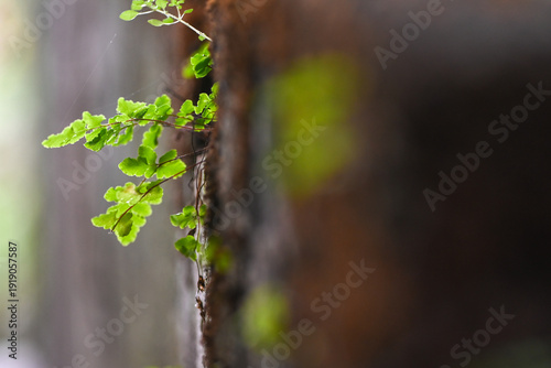 Fern sprout clinging to mossy crevice