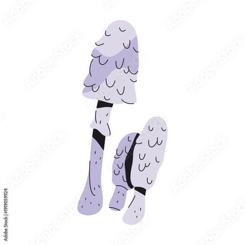 Shaggy mane mushroom or ink cap toadstool. Vector coprinus comatus or edible wild fungus. Forest or woodland fungi symbol. Biology or botany poster element. Forage and species study icon. Mycology.