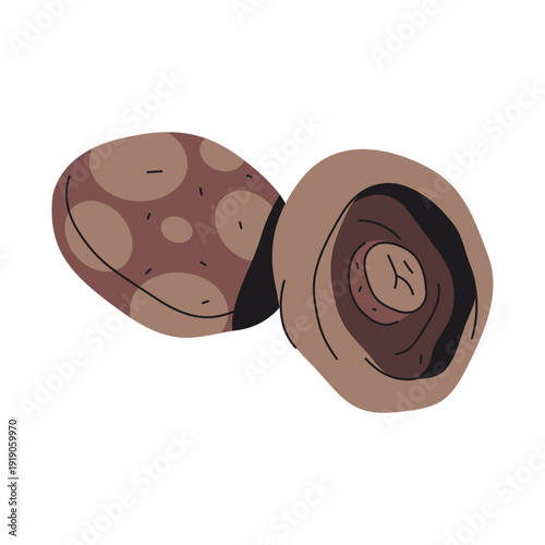Vector shiitake or black mushroom icon. Lentinula edodes wild species. Forest fungus or woodland fungi. Mycology or botany macro symbol. Forest wildlife nature. Isolated Chinese flora. Biology poster.