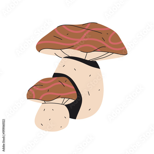 Vector white or cultivated mushroom isolated. Portobello fungus or champignon de Paris. Edible forest fungi or woodland flora. Organic portabellini or cremini. Autumn species. Nature, botany element.