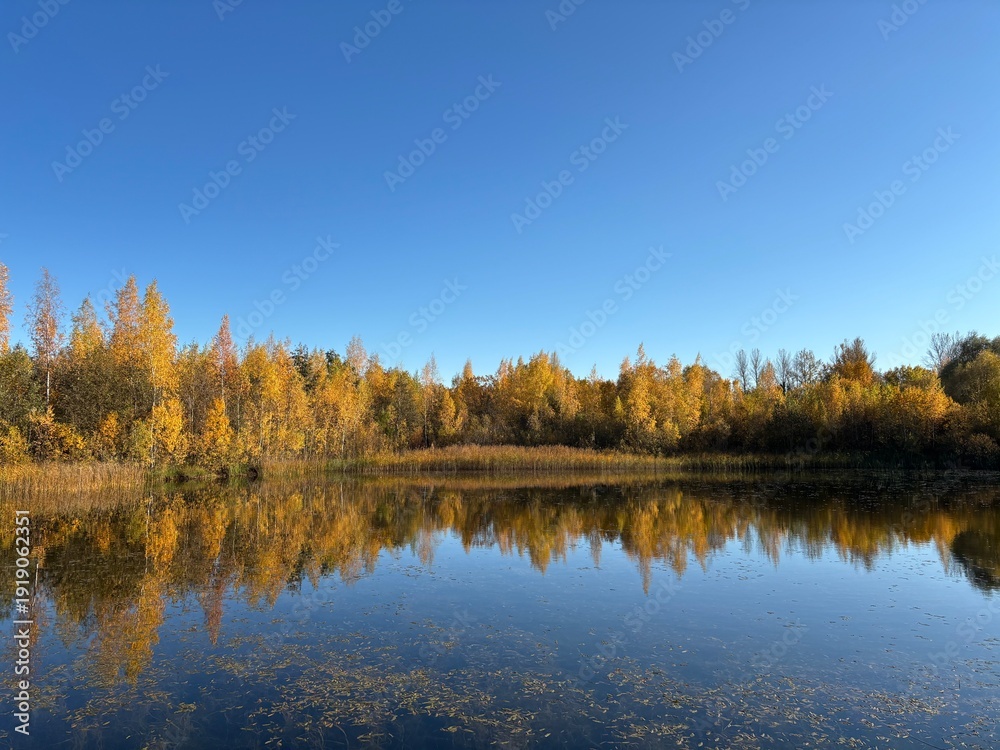 Fototapeta premium autumn in the forest