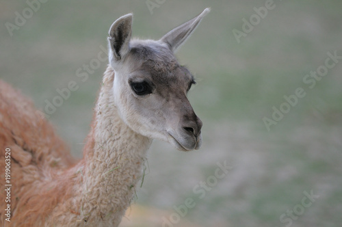 Konstfotografi A close-up side profile of a llama or guanaco (Lama guanicoe)