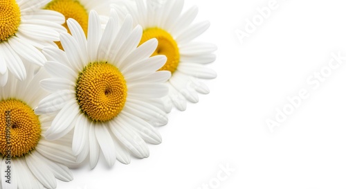 Vibrant and Cheerful Daisy Bouquet Fresh Cut Flowers in Bright Colors on a White Background