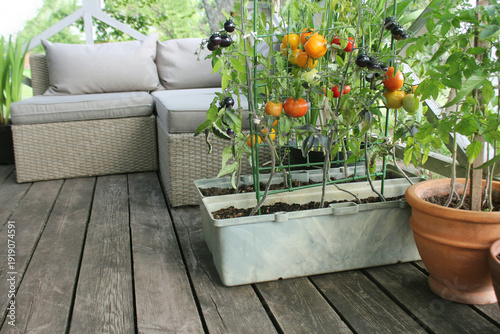 Container vegetables gardening. Vegetable garden on a terrace