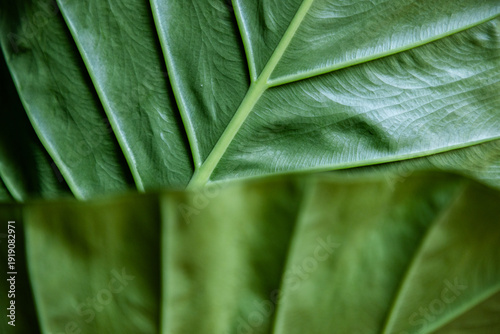 Wallpaper Mural green leaves abstract close up Torontodigital.ca