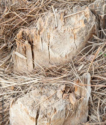 Weathered Tree Stumps with Dry Grass, Rustic Natural Wood Texture Background