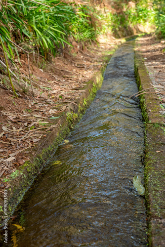 Leśna ścieżka wzdłuż lewady w bujnym krajobrazie Madery