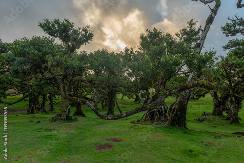 Mistyczny zagajnik starych drzew na zielonej łące Madery