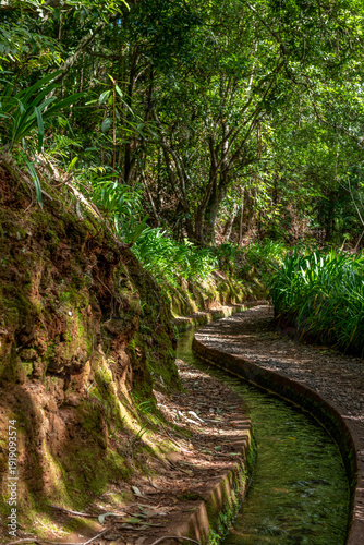 Leśna ścieżka wzdłuż lewady w bujnym krajobrazie Madery