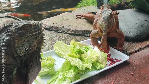 A close-up view of a dark iguana observing a red iguana enjoying a meal of fresh green lettuce and red berries by a water feature with koi fish.