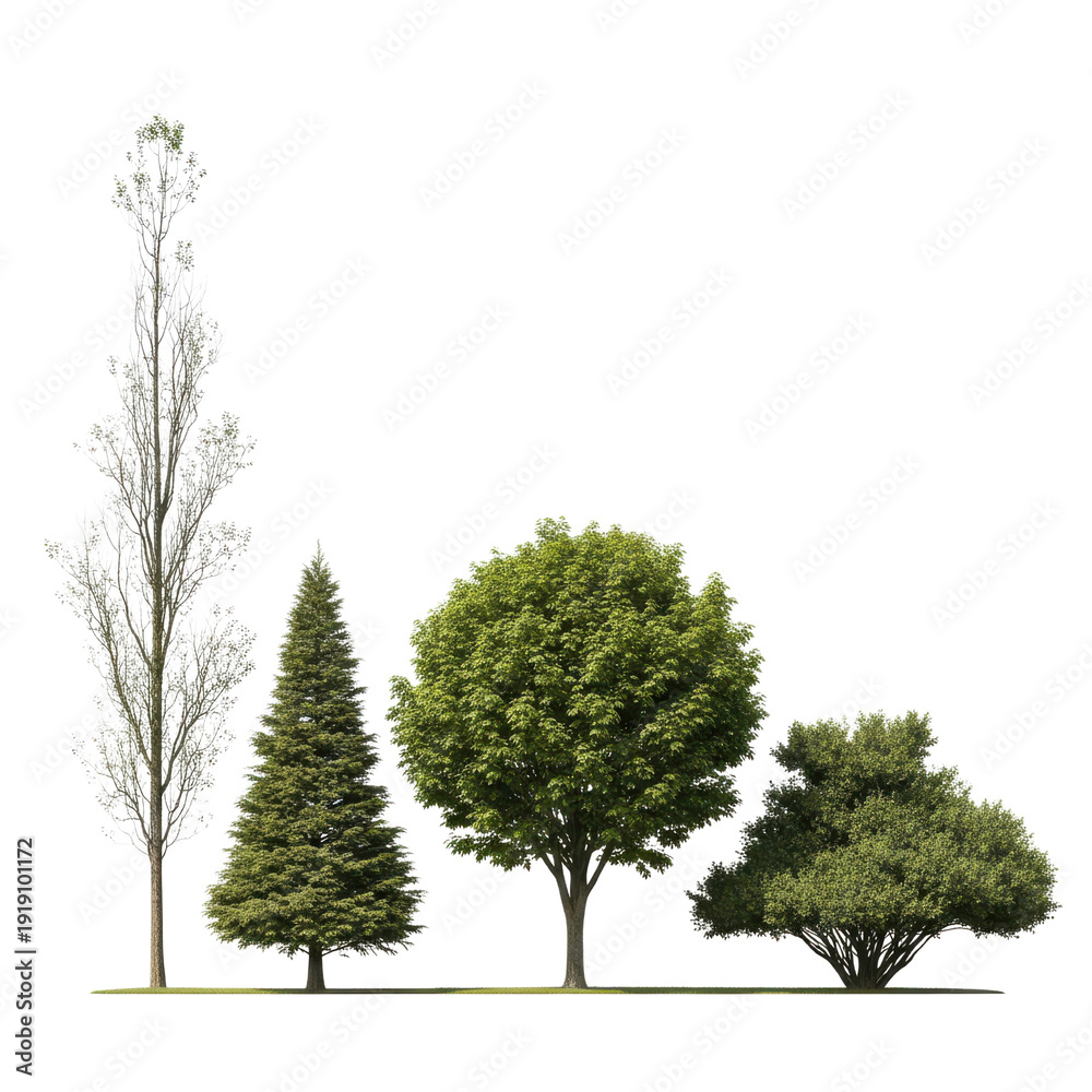 Obraz premium Four different tree types isolated on transparent background