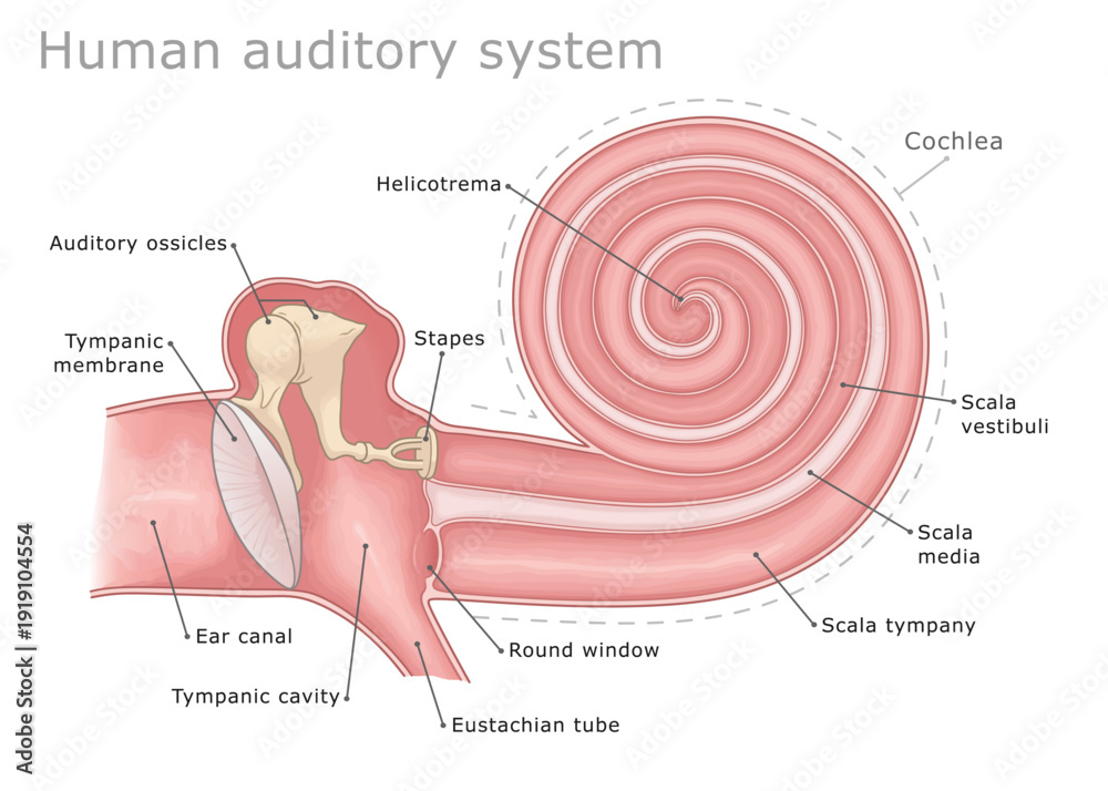 Foto Auditory system middle and inner ear