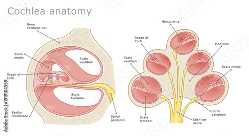 Cochlea internal anatomy medical diagram. Detailed medical diagram of the human inner ear cochlea and organ of Corti. Vector illustration. Ear Anatomy Series.