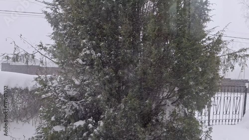 Heavy snowfall and wind in a residential area, snow-covered conifer tree and fence. Winter weather, blizzard conditions, cold season background.