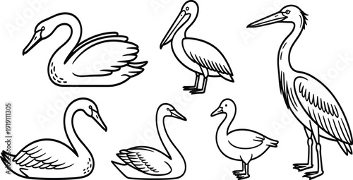 Hand Drawn Water Birds Collection Line Art Vector Illustration Set Featuring Swan, Pelican, Heron and Duck, Black and White Outline Coloring Page Design