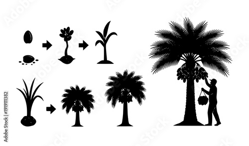 Date palm tree life cycle and harvest silhouette agriculture vector