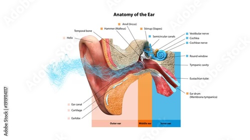 Human Ear Anatomy Diagram 3D Medical Animation Showing Outer, Middle and Inner Ear Structure with Cochlea and Auditory System Labels