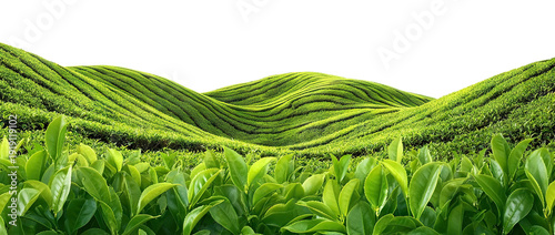 Panel kuchenny z motywem Tea plantation border frame with fresh green leaves and rolling hills, isolated on transparent cutout background