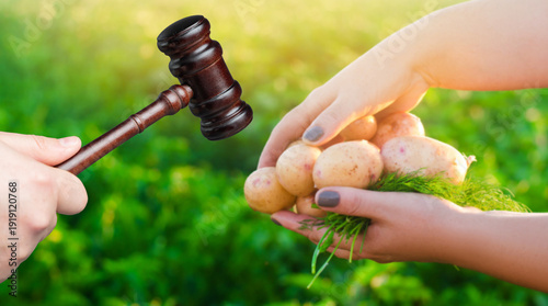 Photography Judges gavel and yellow potatoes in farmer hands