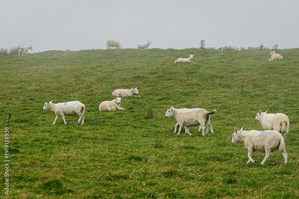 Obraz premium Flock of sheep resting on green pasture in mist