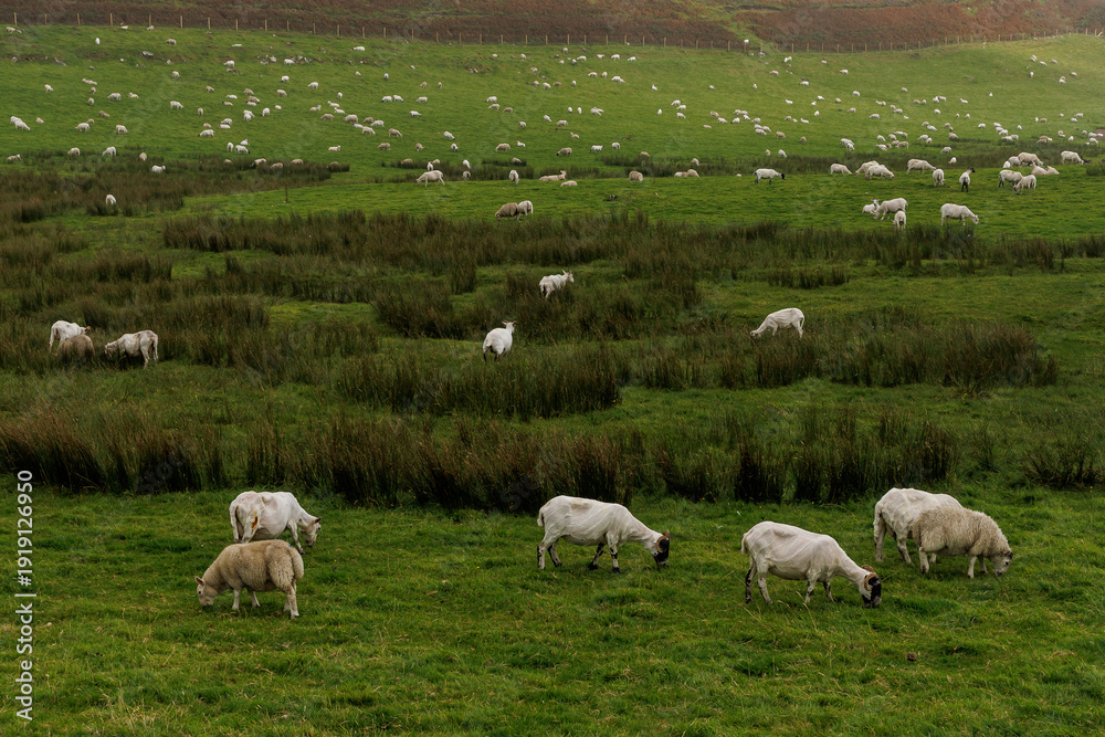 Obraz premium Flock of sheep grazing on green hillside in Scotland