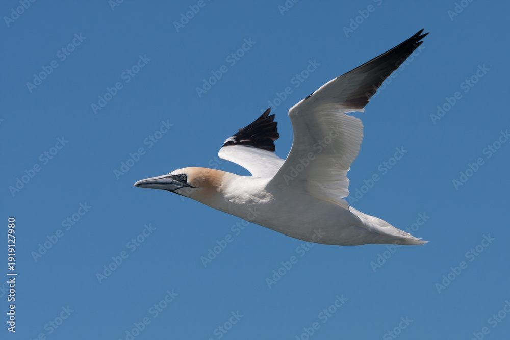 Ταπετσαρία Northern Gannet (Morus bassanus) at Runde island in Norway