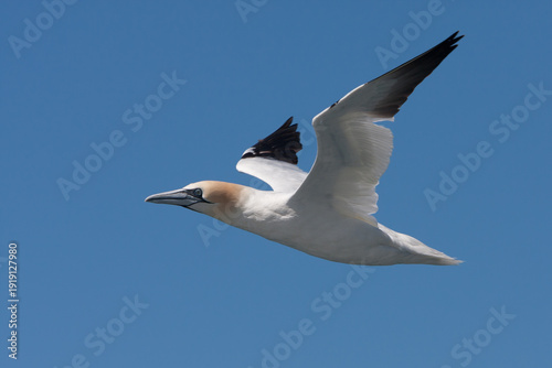 Tableau sur toile Northern Gannet (Morus bassanus) at Runde island in Norway
