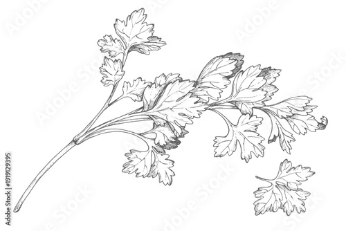 Parsley ink illustration. Vector ink styled handmade illustration. For packaging design, cards, cover, prints, product labels and fabric.
