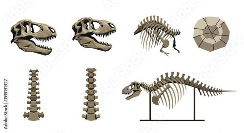 Collection of dinosaur skeletons and fossilized bones, including skulls and vertebrae Low Polygonal