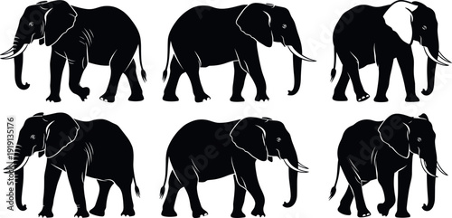 Set of six black African elephant silhouettes in various walking and standing poses isolated on white background for wildlife vectors
