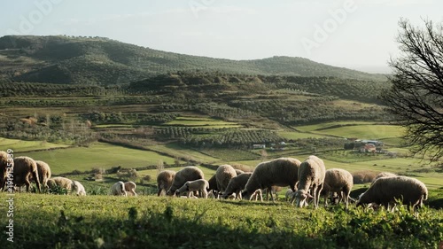 Handheld wide shot of sheep and lambs grazing on a sunlit hillside. Layered rural composition with rolling green fields and distant farm buildings in soft natural daylight.