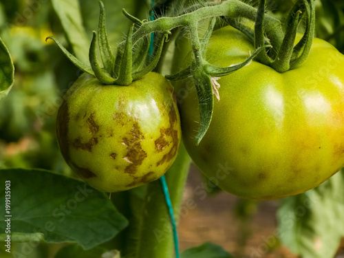 Green tomatoes on a vine showing symptoms of Tomato Brown Rugose Fruit Virus (ToBRFV), with brown, mottled patches on their surface.