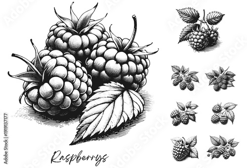 Bursting Sweetness: A Raspberry Moment fruit vintage linework sketch hand drawn pen drawing summer vector illustration svg