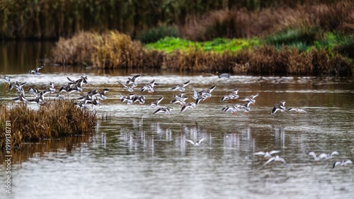 Wallpaper Mural Common Redshank, Tringa totanus, birds in winter on marshes Torontodigital.ca