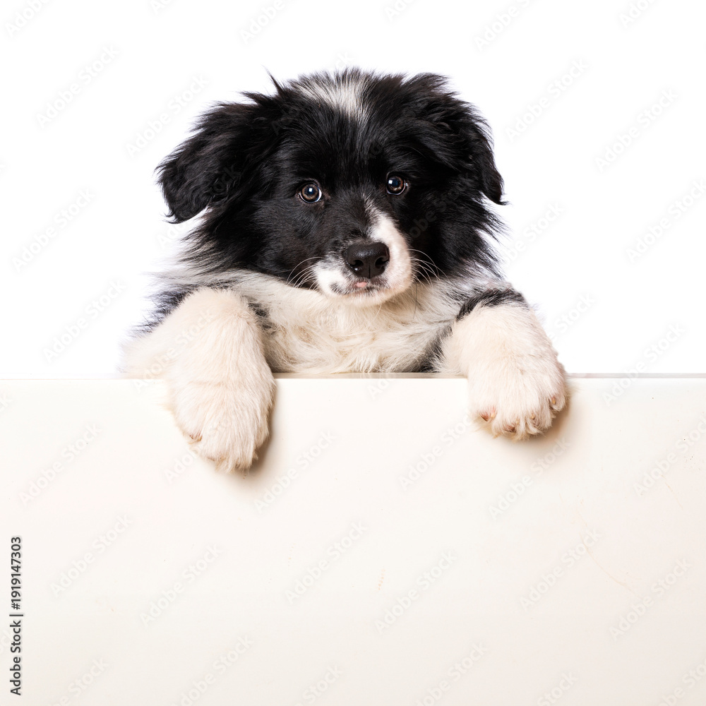 Fototapeta premium Border collie puppy looks over a wall