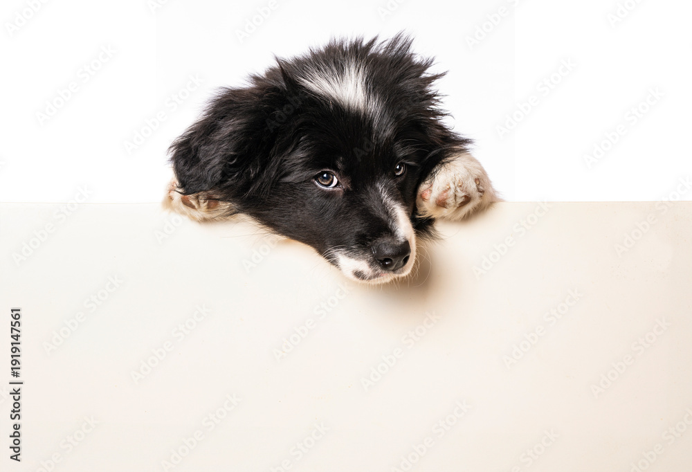 Fototapeta premium Border collie puppy looks over a wall