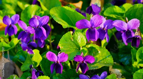 Violet flower field in the meadow on a sunny spring day, floral spring background