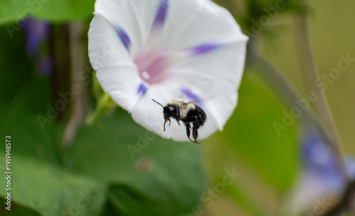 Bee in Mid-flight