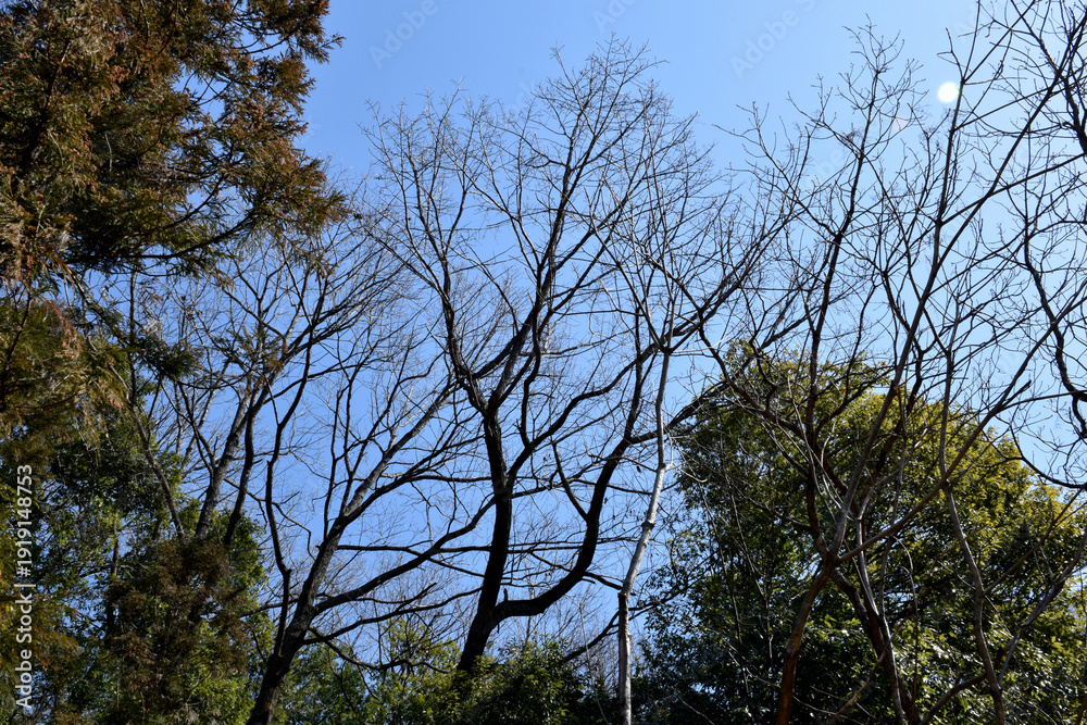 Obraz premium 冬の北風が吹く中、寒さに耐える落葉樹