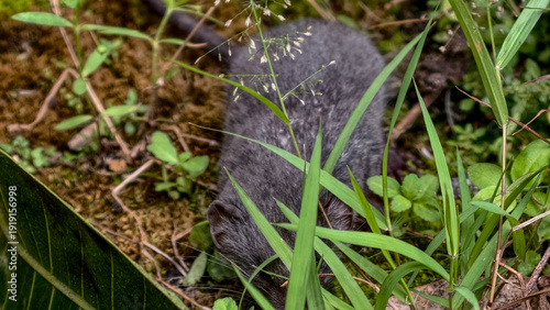 Quadro su tela A small dark-furred rodent, possibly a field mouse or shrew, peeks cautiously fr