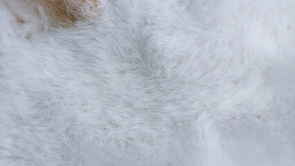 Close-up macro photograph of fluffy white animal fur, showcasing intricate details and soft texture