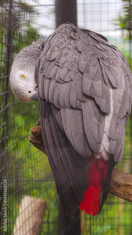Fototapeta premium A majestic African Grey Parrot with striking red tail feathers perches on a branch, its head tucked into its wing, in a naturalistic enclosure, showcasing its vibrant plumage and intelligent eyes