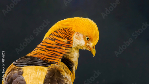 Wallpaper Mural A close-up profile of a vibrant golden pheasant with striking orange and black plumage against a dark background, showcasing its crested head and intricate feather details Torontodigital.ca