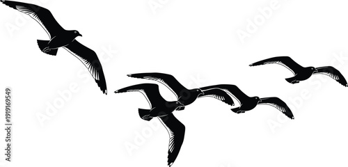 Set of black seagull silhouettes flying in the sky isolated on white background for coastal nature and marine life design,