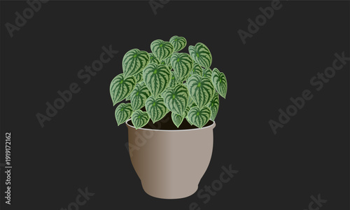 plant in pot