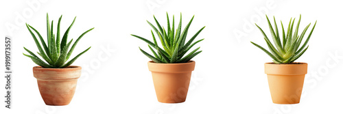 Set of Aloe Vera plant in a terracotta pot with green leaves on transparent png background. Ai generated