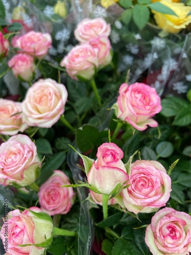 Small pink spray roses bouquet, delicate romantic flowers with soft pastel petals, elegant floral background for wedding celebration and greeting card